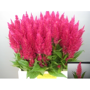 CEL P ROYAL PINK