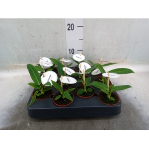 Anthurium   ...