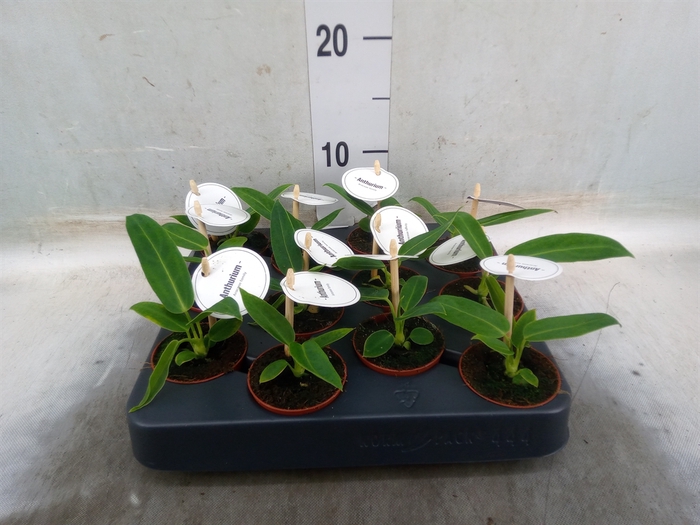 <h4>Anthurium   ...</h4>