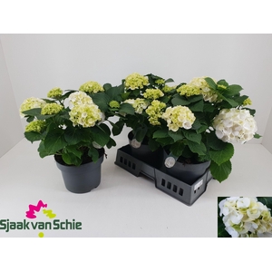 HYDR M CRYSTAL PALAC