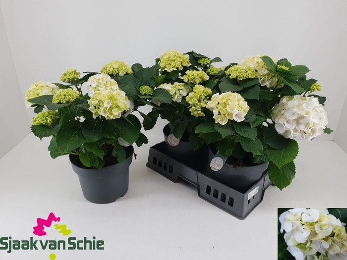 <h4>HYDR M CRYSTAL PALAC</h4>