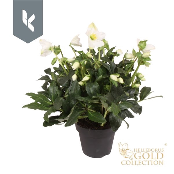 <h4>HGC Helleborus Jerry</h4>