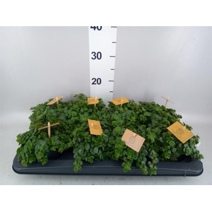 Sedum makinoi 'Tornado'