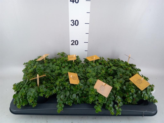<h4>Sedum makinoi 'Tornado'</h4>