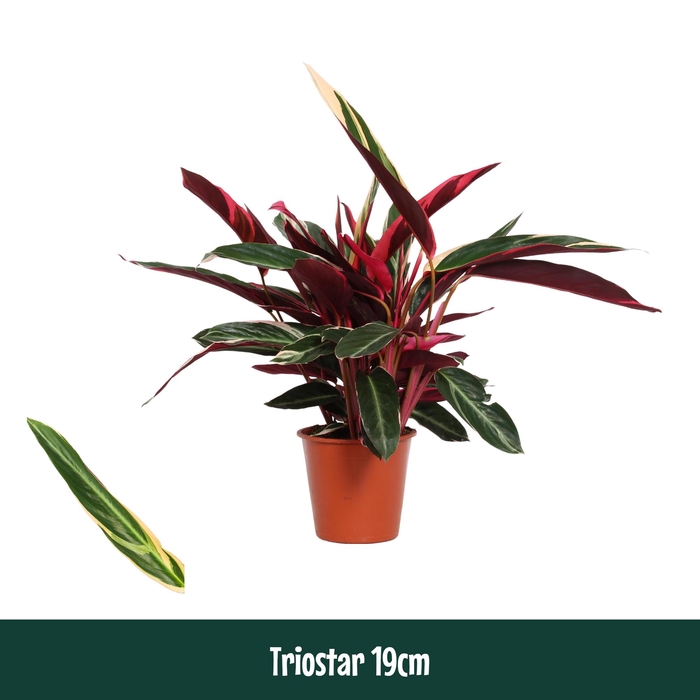 <h4>Calathea 19cm Triostar (Stromanthe) - Living</h4>