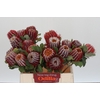 Banksia Coccinea