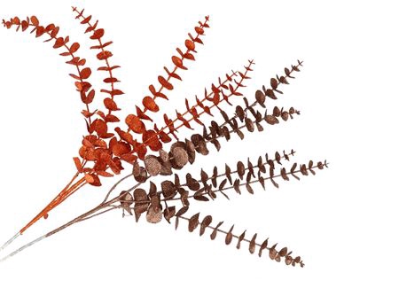 <h4>Pick Shine Eucalyptus Copper/bronze 80cm Ass Nm</h4>