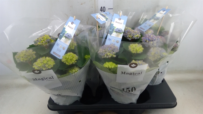 <h4>Hydrangea mac. 'Magical Revolution'</h4>