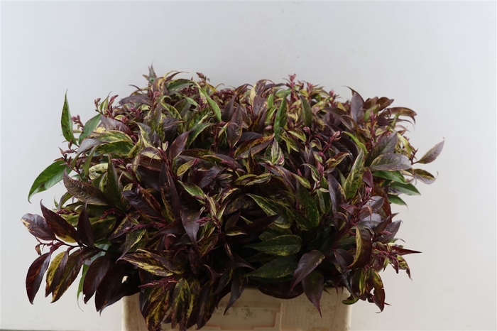 <h4>Leucothoe Walteri Rainbow</h4>