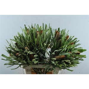 Banksia Hookeriana