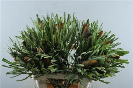 <h4>Banksia Hookeriana</h4>