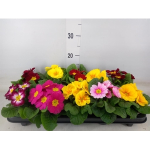 Primula ac.   ...mix