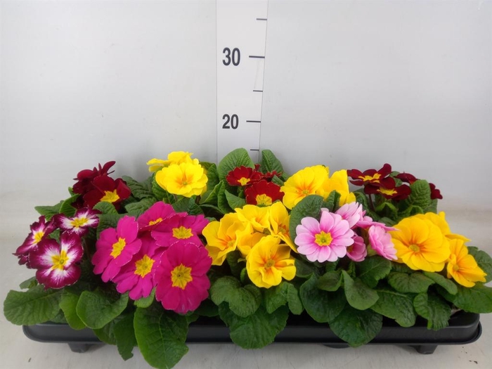 <h4>Primula ac.   ...mix</h4>
