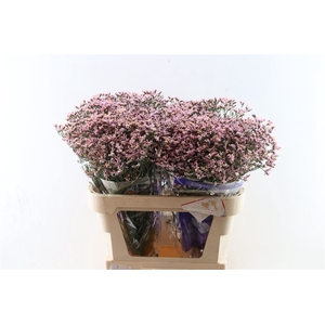 Lim Sin Pink Activa (parfumed)