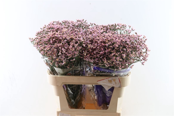 <h4>Lim Sin Pink Activa (parfumed)</h4>