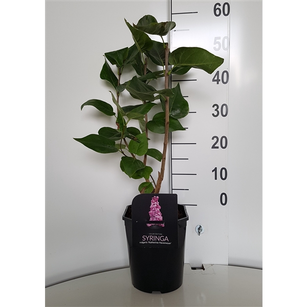 <h4>Syringa vulgaris Katherine Havemeyer</h4>