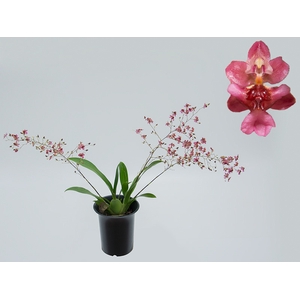 ONCIDIUM TWINKLE P13 VARIADO