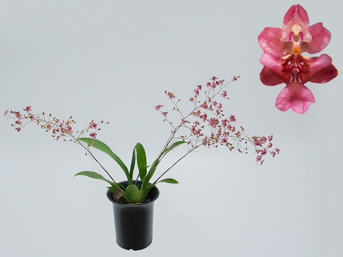<h4>ONCIDIUM TWINKLE P13 VARIADO</h4>