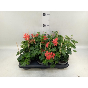 Pelargonium pelt. 'Balkon Rood'