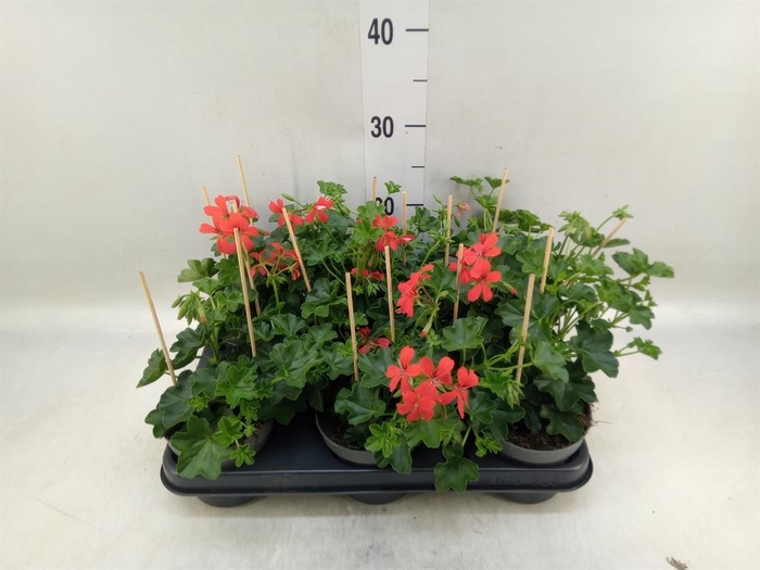 <h4>Pelargonium pelt. 'Balkon Rood'</h4>