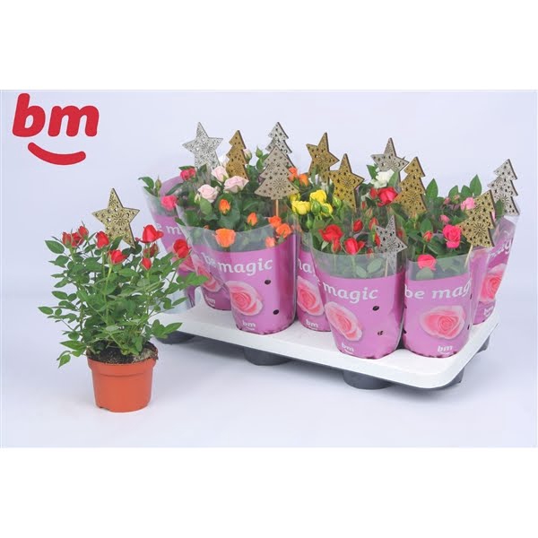 <h4>Rosa Beau Monde gemengd 10,5 cm met bijsteker kerst</h4>