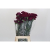 Dianthus St Purple Damascus