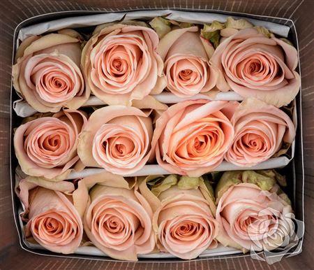 <h4>R Gr Tiffany</h4>