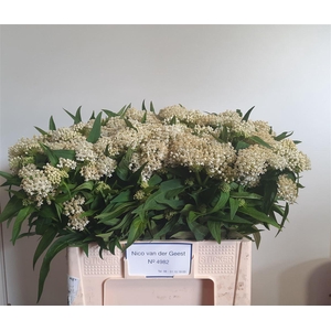 Ascl Incarnata