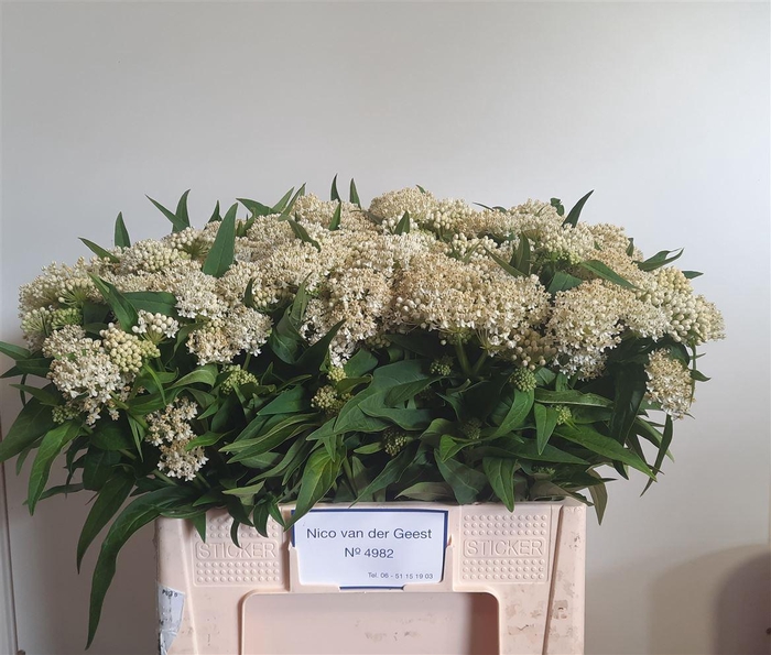 <h4>Ascl Incarnata</h4>