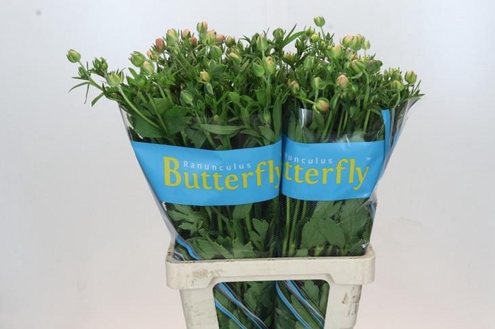 <h4>Ranunculus Butterfly Eris</h4>