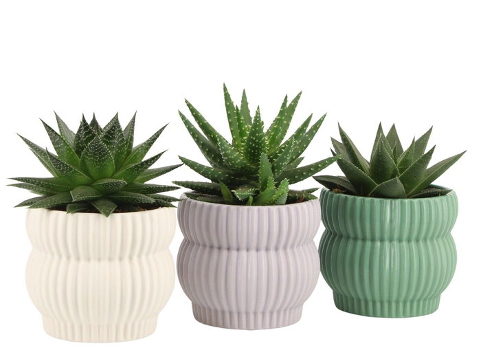 <h4>7501388: Solutionss Consideration</h4>