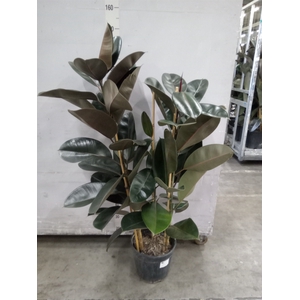 Ficus elastica 'Abidjan'