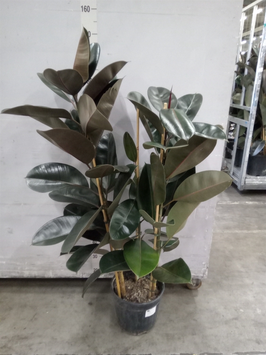 <h4>Ficus elastica 'Abidjan'</h4>