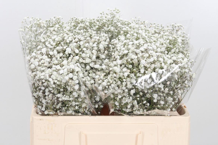 <h4>Gyps Xlence Verf</h4>