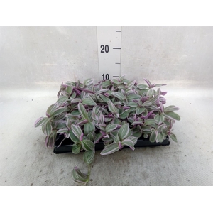 Tradescantia   ...