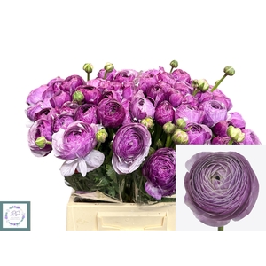 RANUNCULUS OV