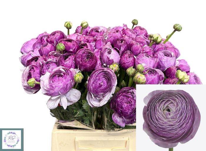 <h4>RANUNCULUS OV</h4>