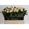Paeonia Florence Nicholls