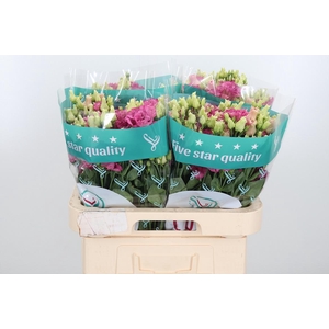 Eus G Alissa Rose Pi