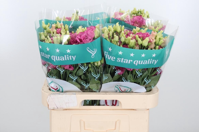 <h4>Eus G Alissa Rose Pi</h4>