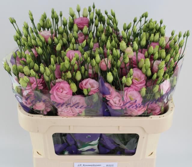 <h4>EUS G ROSI ROSE PINK</h4>