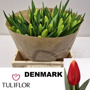 TU EN DENMARK