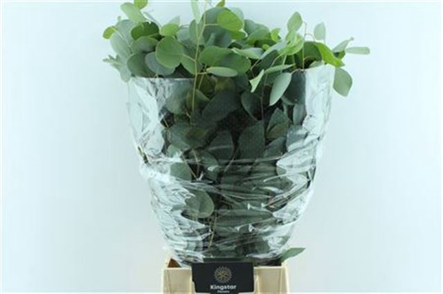 <h4>EUCALYPTUS POPULUS</h4>