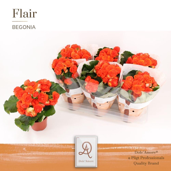 <h4>Begonia Oranje P14 Dolc'Amore® Flair</h4>