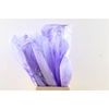 Basic Ostrich Feathers 55cm 5 Pcs Lilac