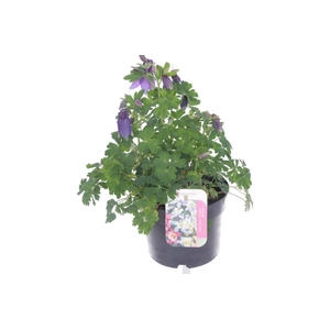 Aquilegia caer.Spring Magic Navy-Wh