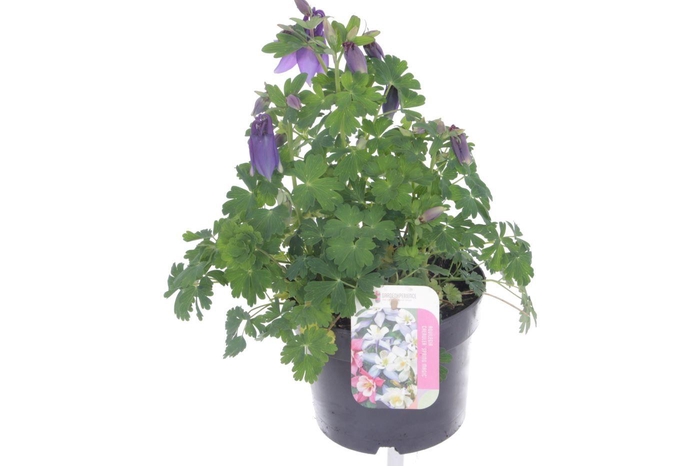 <h4>Aquilegia caer.Spring Magic Navy-Wh</h4>