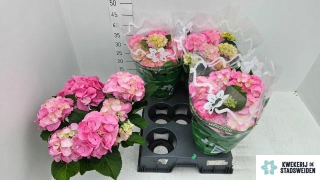 <h4>HYDR M MONACO</h4>