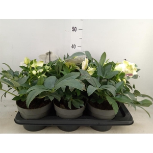 Helleborus  'Viv Viviana'