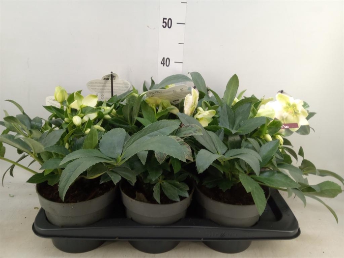 <h4>Helleborus  'Viv Viviana'</h4>